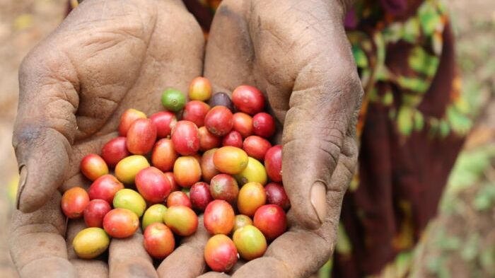 Nyskördade bönor från Arabica-buskarna. Foto: Catherine Waking’a