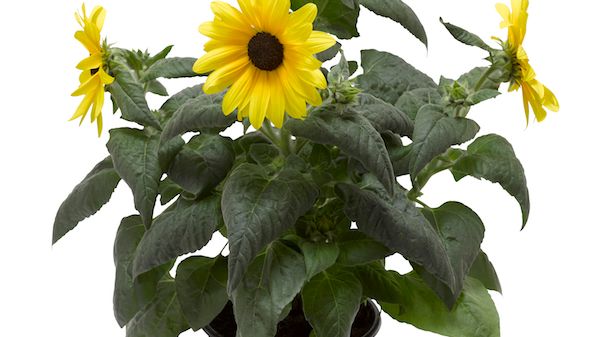 Plantagen lanseeraa uniikkeja sesonkikasveja: Sunfinity-auringonkukka kukkii läpi koko kesän ensimmäisiin pakkasiin asti