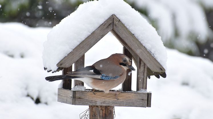 Naturschutzbund & Fressnapf fordern stressfreies Silvester für Haus- und Wildtiere