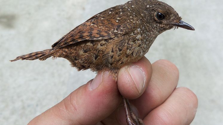 Discovery of a new bird family