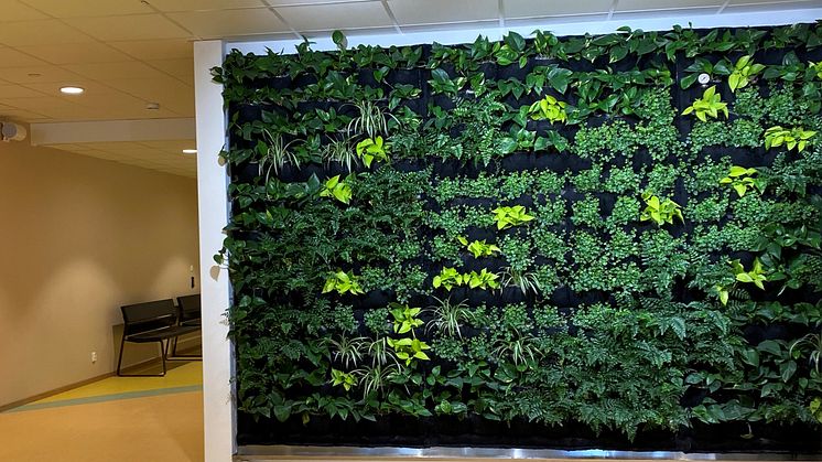 En grönskande växtvägg välkomnar elever och personal vid nya Parkdalaskolan