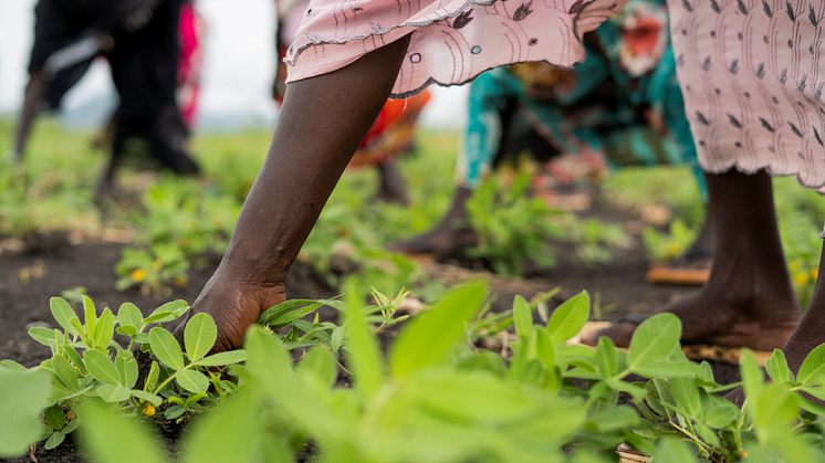 Ny Rapport: Brug for akut handling for at genoprette landbrugsproduktion og forsyningskæder og afværge hungersnød i Sudan