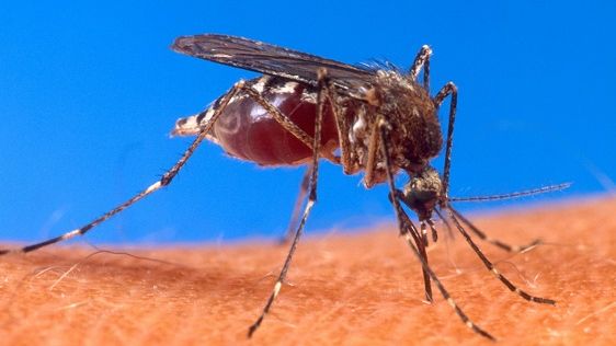 Globala resmönster och ett varmare klimat placerar delar av Europa i riskzonen för dengue