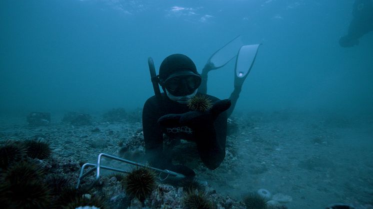 Juni Bjørneset, Guardians of the Kelp removing ecologically destructive sea urchins.jpg