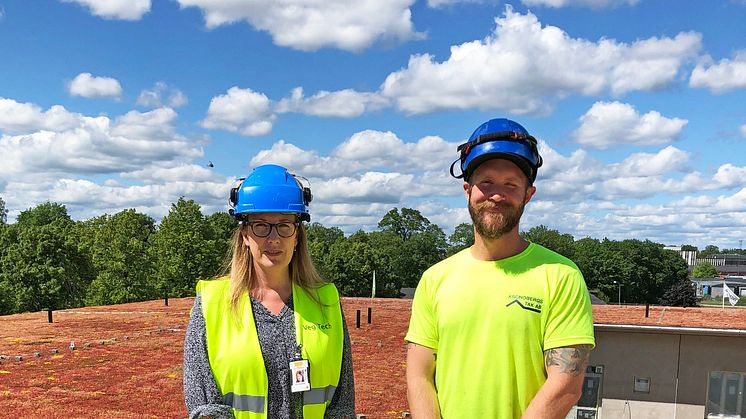 3000m² sedumtak på sigfridsområdet i Växjö