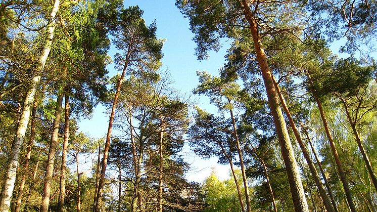 Vad styr skogsägarnas beslut i klimatförändringsfrågor?