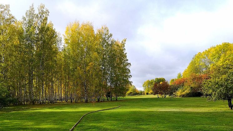 Varierad växtlighet, välhållna öppna ytor och fantastiska landskapsrum möter besökaren i Järva DiscGolfPark.