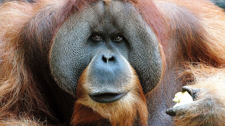 Orang-Utan-Männchen Bimbo