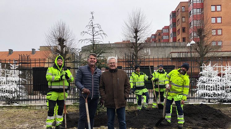 Andreas Schönström (S), ordförande i tekniska nämnden, och Håkan Linné (L), vice ordförande, flankerade av Thim Lang, Cochai Sheer, Mohammed Al-Siaghy och Ali Hussien Maskhor Al-Alwan från Kommunteknik då ett cederträd planterades i Folkets park.