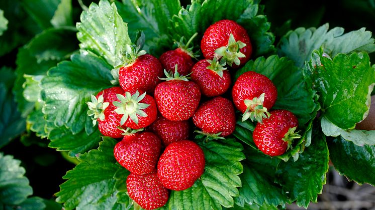 Lars Gensmann Nilsson har mer än 40 års erfarenhet av att odla jordgubbar och han ger oss de bästa tipsen för att lyckas.