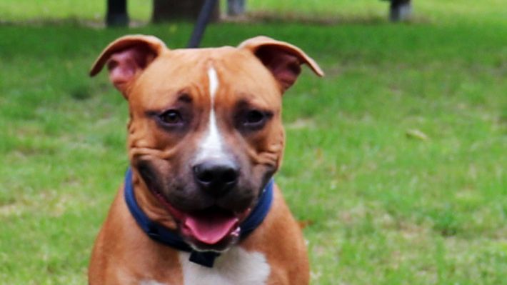 Staffordshire-Terrier-Mischling ausgesetzt