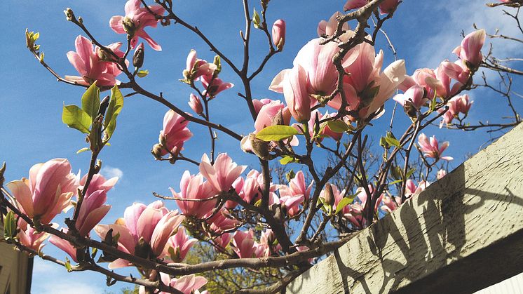 Nu blommar vår magnolia