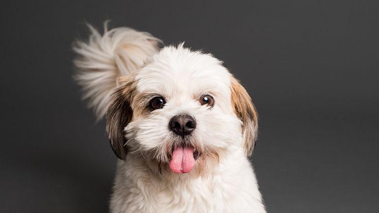 Sådan gør du din hund glad