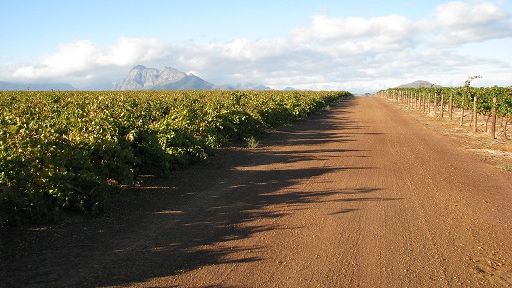 Rosényhet från Sydafrika med ett gott SAAMvete