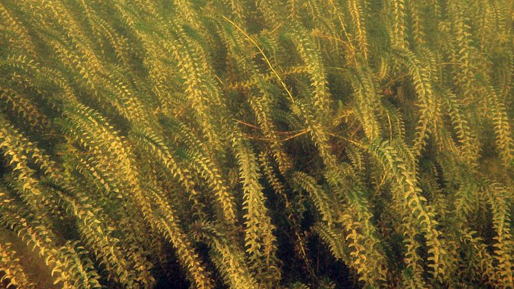 Tätt bestånd av vattenpest (Elodea canadensis) i Lötsjön öster om Uppsala. Foto: Kristina Tattersdill 