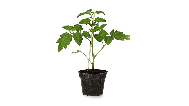  Plantasjens nedbrytbare potter kan nå kjøpes på blant annet grønnsaksplanter.