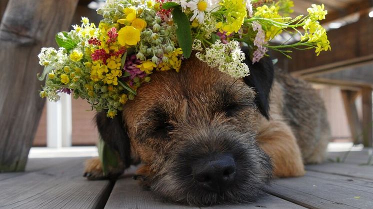 Midsommarhund