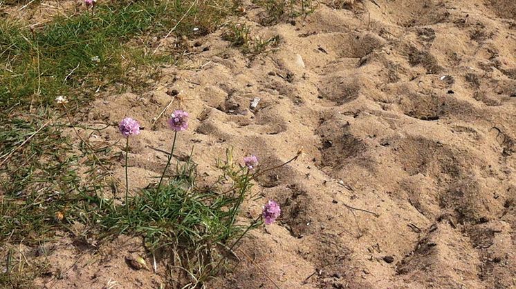 ​Vi återskapar värdefull natur på unika sandmarker