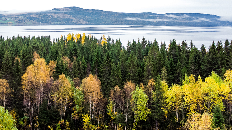 Ocke Ångsåg AB väljer Ludvig & Co Fastighetsförmedling för förmedling av ett unikt skogsinnehav i Jämtland