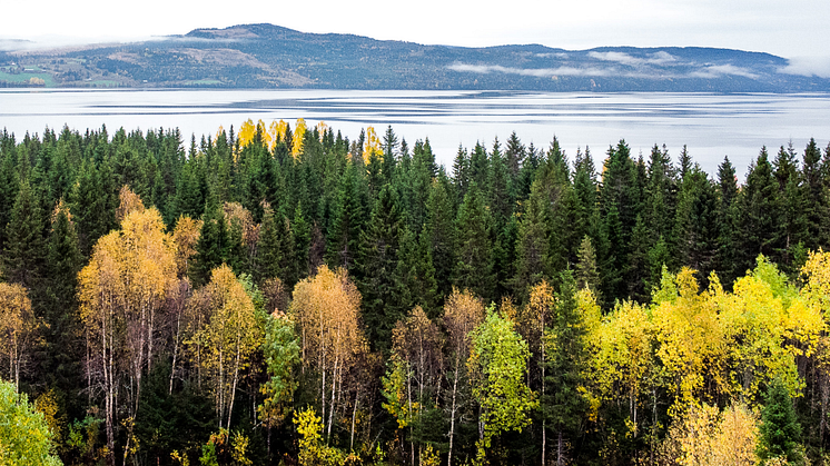 Ockå ångsåg skogsinnehav 2