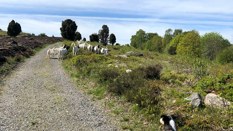 Söta nytillskott i Sandsjöbacka