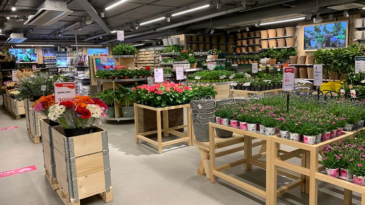 Idag öppnar Blomsterlandets andra citybutik i Hornstull. Det blir växtkedjans 64:e butik i landet. 