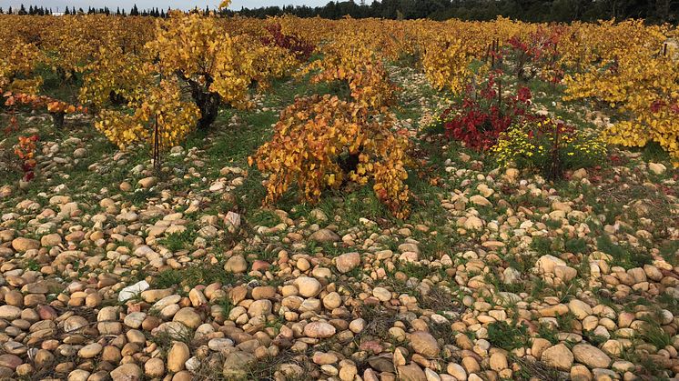 Alain Jaume Autumn vineyard
