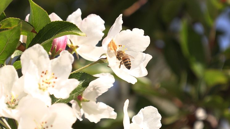 Die Biene hat große Bedeutung als Bestäuber für Biodiversität und Ernährungssicherheit. Foto: infokontor