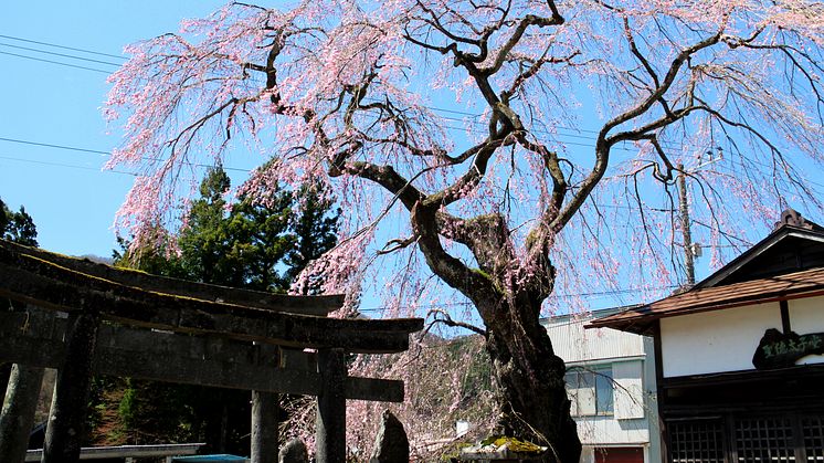 Kokuzoson temple weeping cherry tree