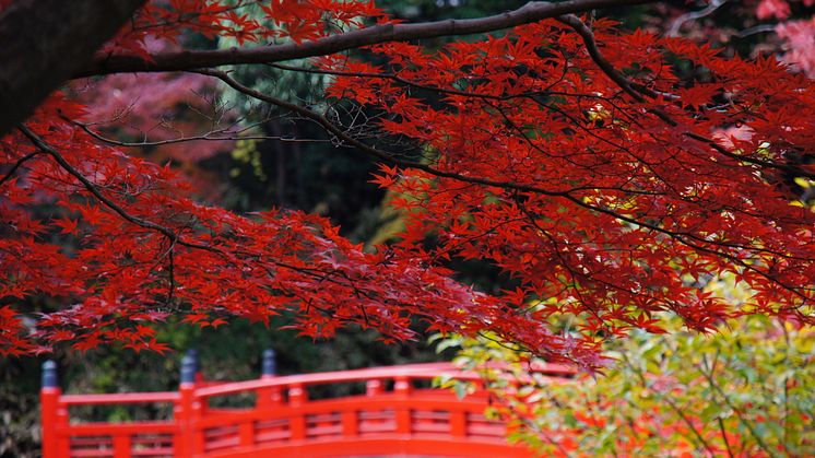 (Kawagoe)Kitain Temple(2)