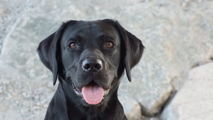 Labrador retriever toppar Svenska Kennelklubbens registreringsstatistik 2014