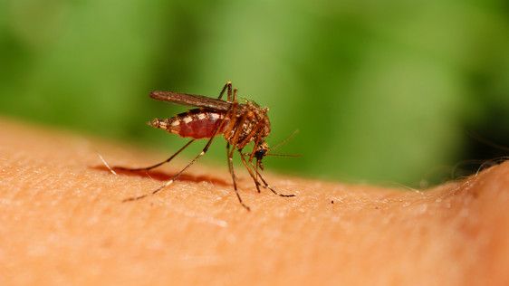 Svenska mygglarver kan sprida virus