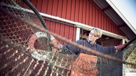 Beslut om fiskekvoter i Östersjön väntas under dagen