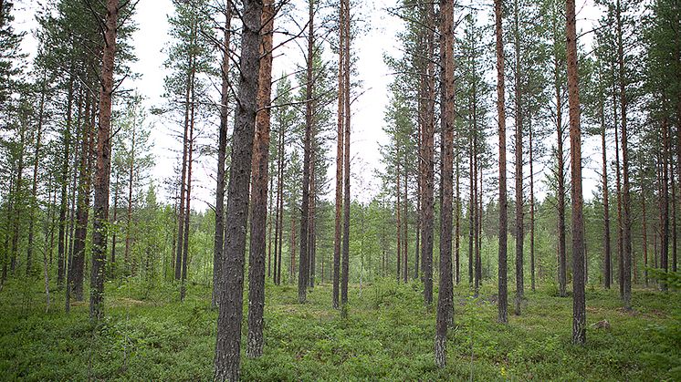 Tallskog kring Svartberget i Västerbotten. Foto: Jenny Svennås-Gillner, SLU