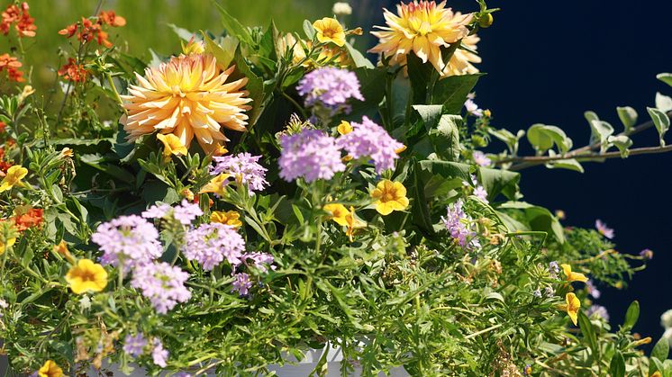 Tips vid plantering av sommarblommor!