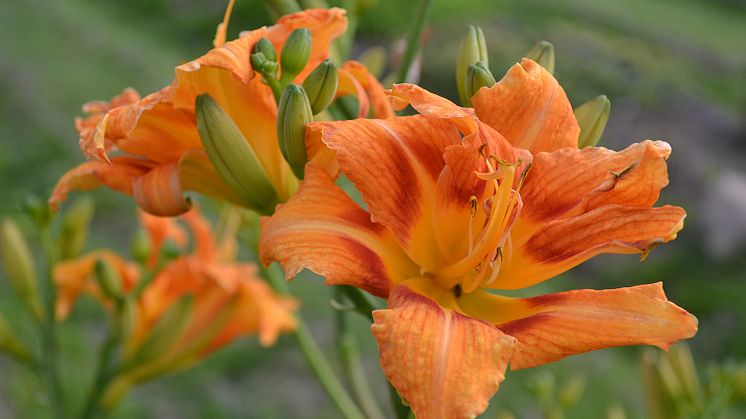 Den brunröda dagliljan ’Frövidal’ blommar med fyllda blommor som slår ut under andra halvan av juli-början av augusti. Dagliljan kommer från Frösvidal säteri utanför Örebro och är den första Grönt kulturarv-perennen på marknaden med ursprung i Närke.