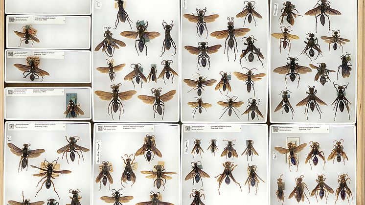 )Insektenkasten aus dem Museum für Naturkunde Berlin mit Serien der Grabwespe Chlorion maxillosum cilitaum aus verschiedenen afrikanischen Ländern