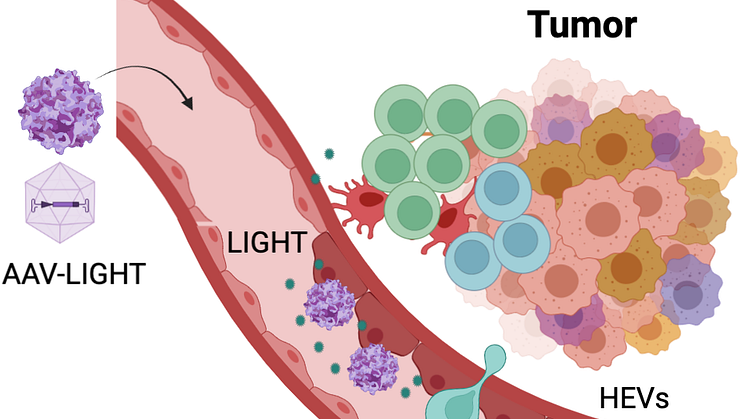 AAV-LIGHT therapy changes the phenotype of the tumor vessels and enable T cell infiltration into the tumor. Created with Biorender.