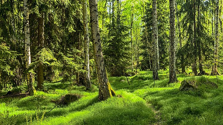Skogen, en viktig livsmiljö. (Arkivbild)