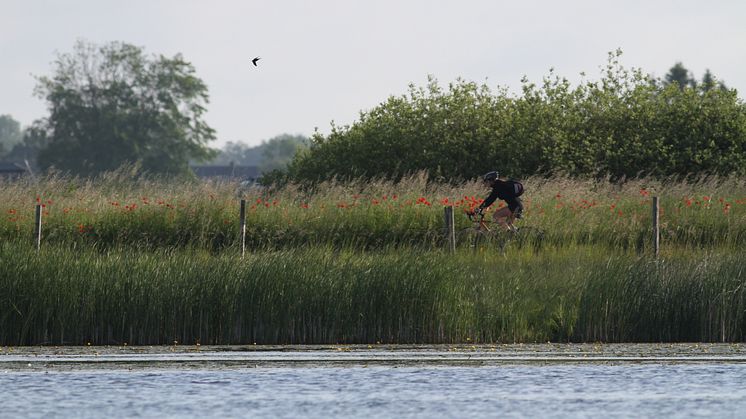 Sydostledens 27 mil ger cykelupplevelser i omväxlande natur. Foto: Mattias Roos