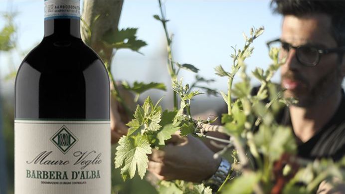 Mauro Veglio Barbera d´Alba 2021 – i butik 20 oktober! Njut av ungdomlig charm från Piemonte