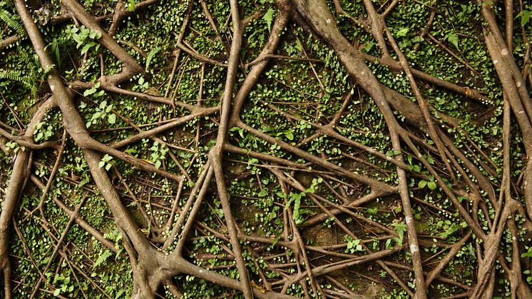 Skovenes skjulte netværk af mikrober er kortlagt, for at belyse verdens økosystemer og klimaforandringers effekt.  Foto: Shutterstock.