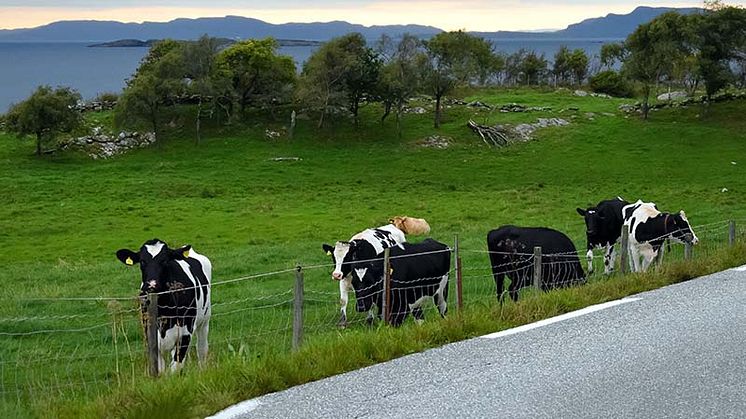 Brusboksen du kaster fra deg langs veien, kan i verste fall havne i dyrefôret og forårsake en smertefull død hos storfe.  