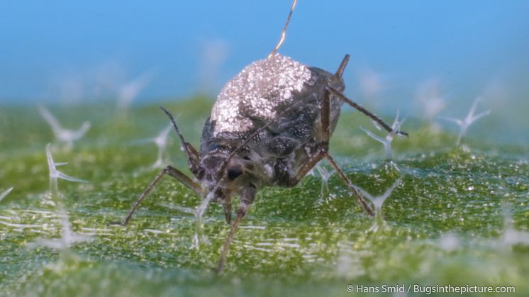 För att studera i detalj hur bladlöss tar upp växtsaft, limmades en gyllene tråd ansluten till inspelningsenheter på senapsbladlusens rygg. Foto: Hans Smid