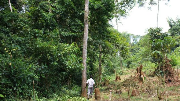 Jorden er blevet ryddet helt op til Paul Robesons skov for at gøre plads til palmeolie. Foto: Jonas Schmidt Hansen