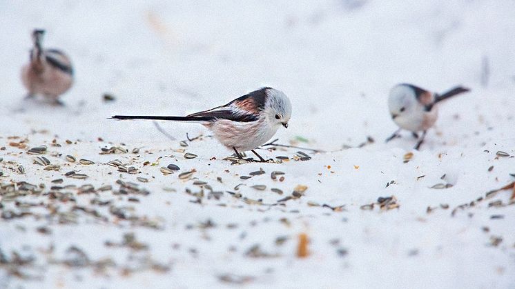 Stjärtmesar. Foto: Kent-Ove Hvass