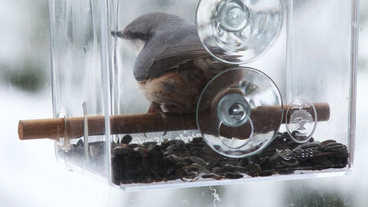 Fönstermatare för fåglar med nötvecka