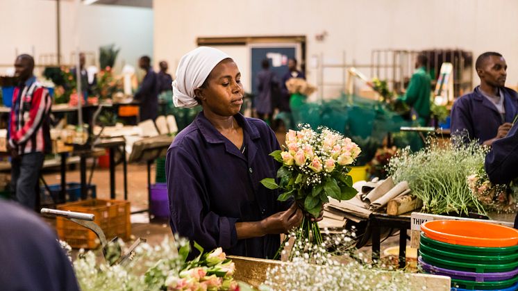 Handel med roser er med på å styrke mange kvinners rettigheter i utviklingsland.