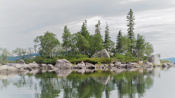 Forskarna använde ett system som består av 30 öar i skogsjöar i norra Sverige. (Foto: Paul Kardol, SLU)