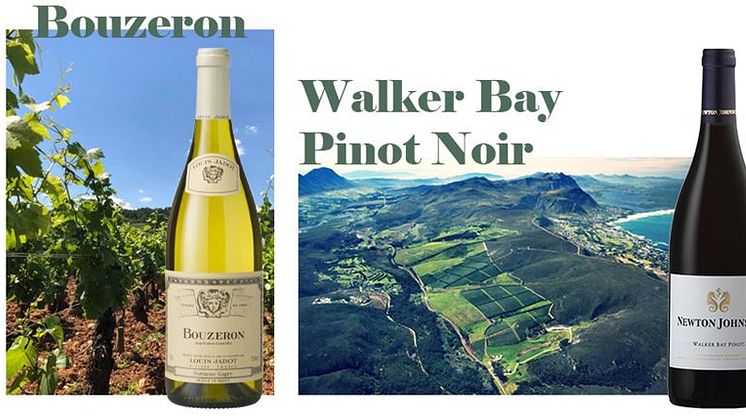 Vitt från Bouzeron i Bourgogne och elegant Pinot från Sydafrika